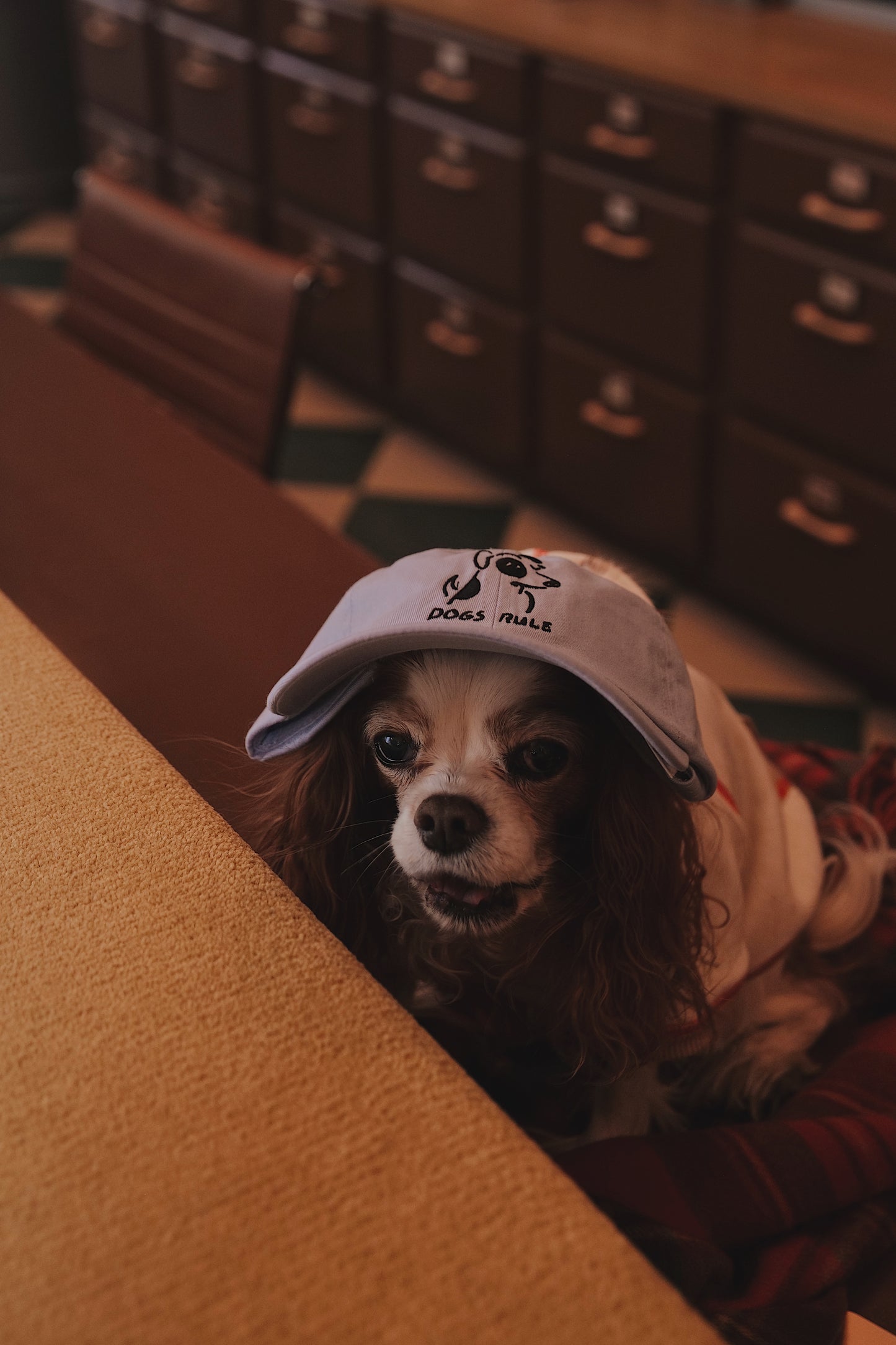 JOE KRAFT DOGS RULE HAT - BLUE